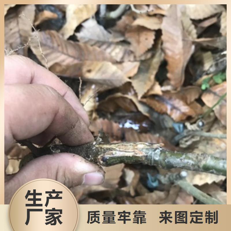 板栗苗-李子苗多年行业积累