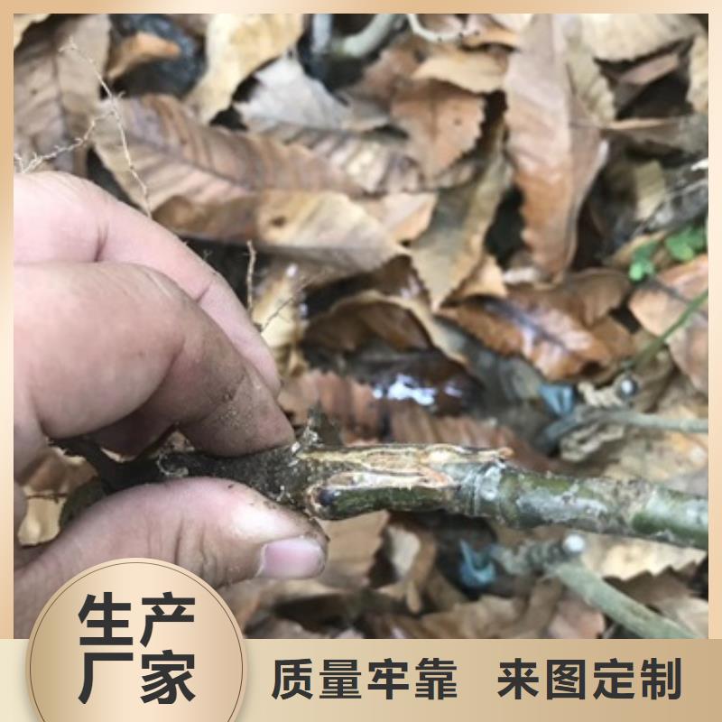 板栗苗花椒苗快捷物流