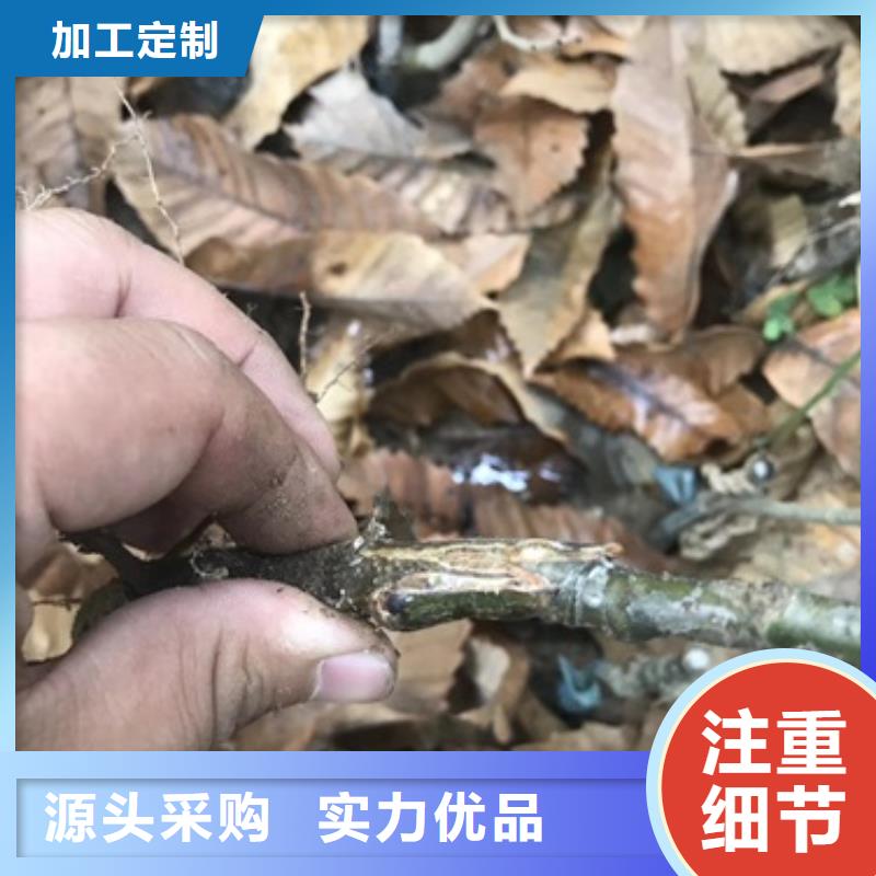 板栗苗-桃樹苗推薦商家