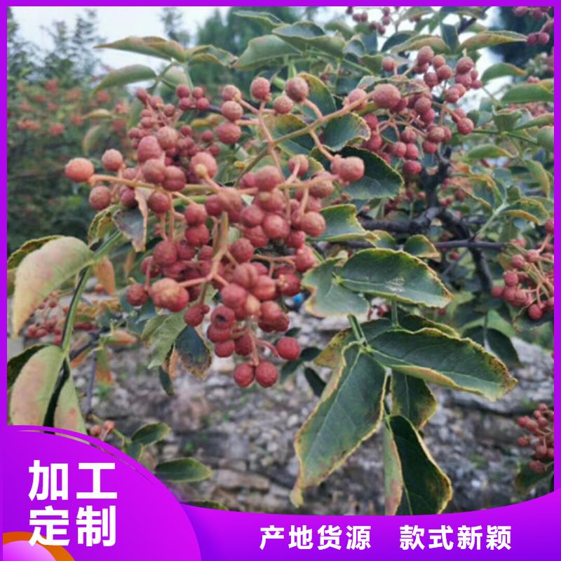 花椒苗_山楂苗一站式采购