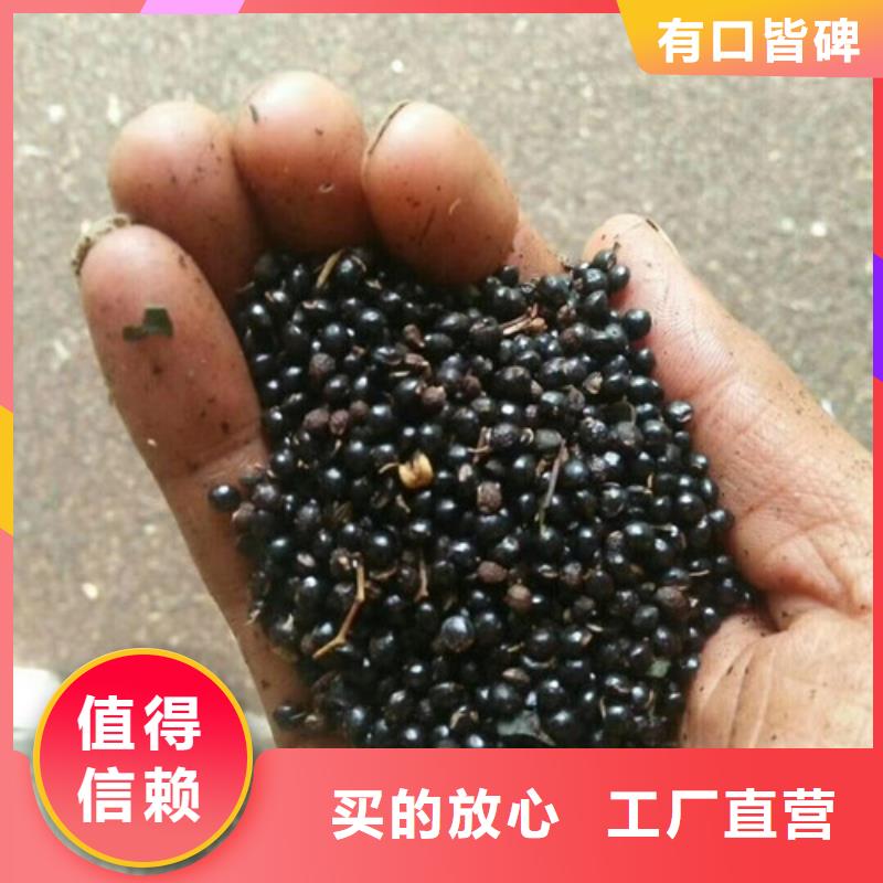 花椒苗專注細節更放心