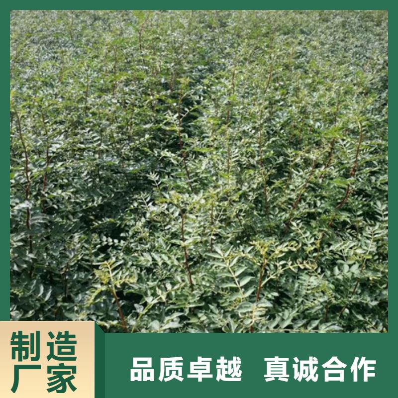 花椒苗桃樹苗專業的生產廠家