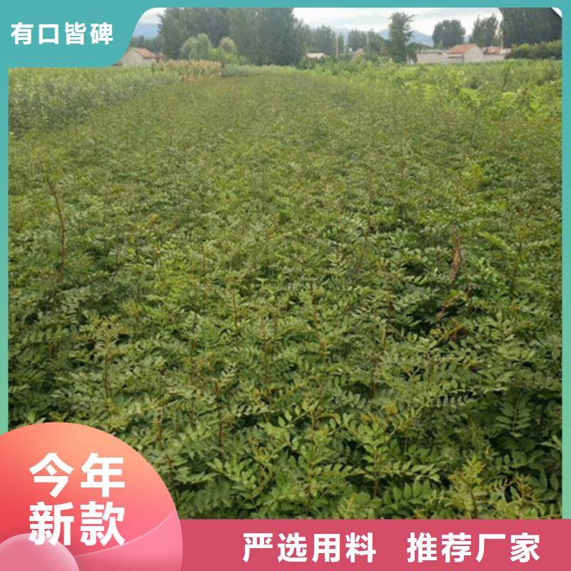 花椒苗桃树苗加工定制