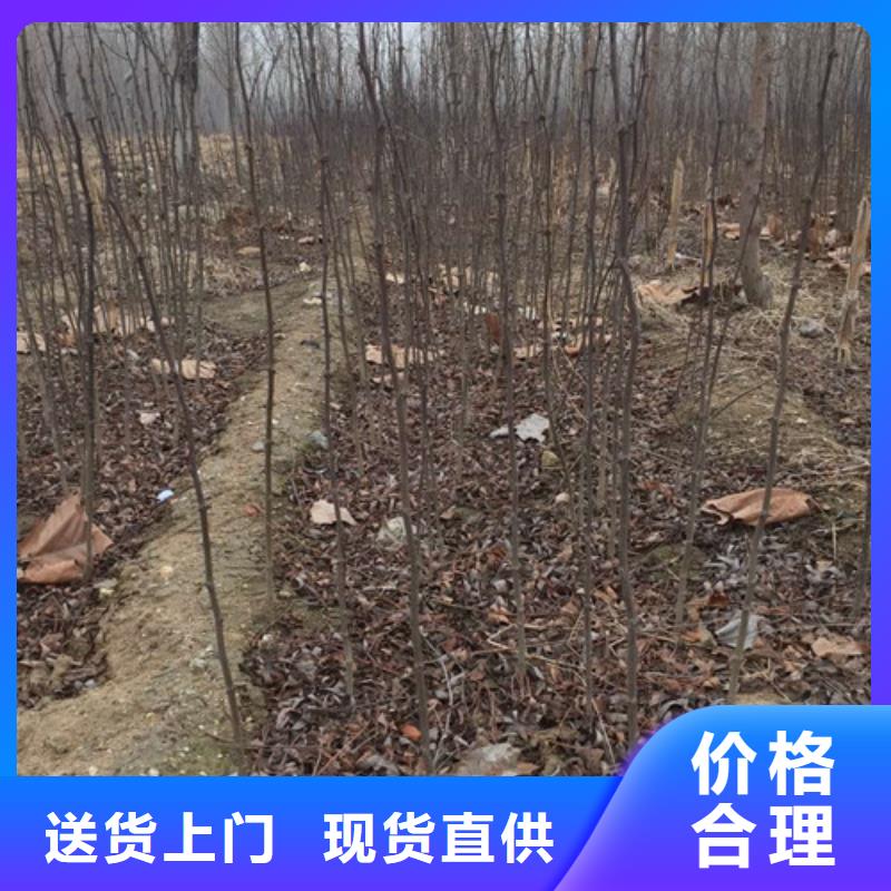 花椒苗桃樹(shù)苗從廠家買(mǎi)售后有保障