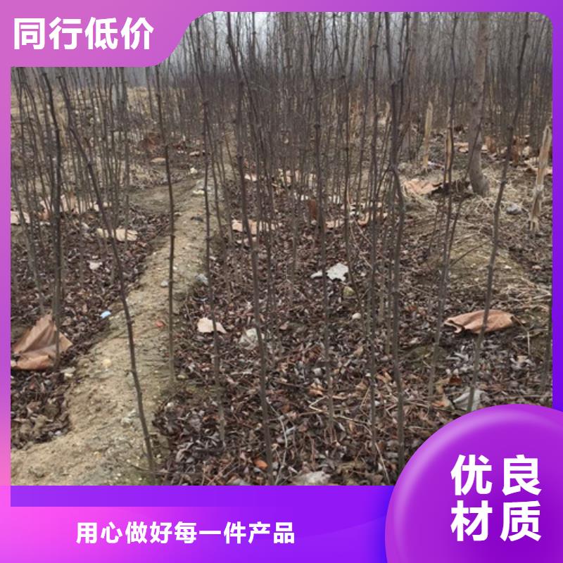 花椒苗李子苗海量現貨直銷