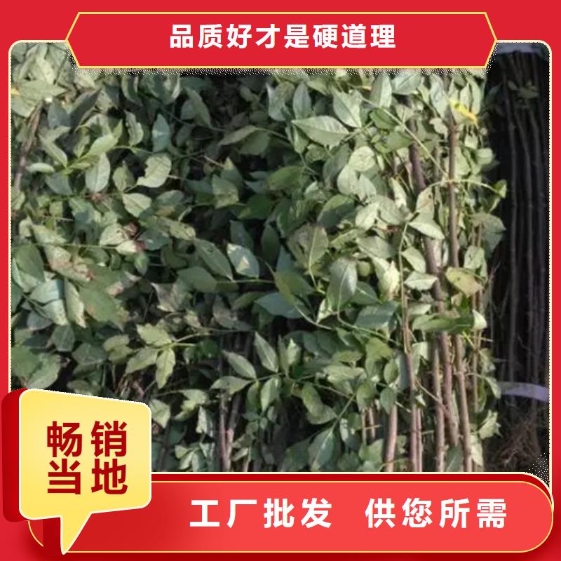 花椒苗_板栗苗當(dāng)?shù)貜S家值得信賴