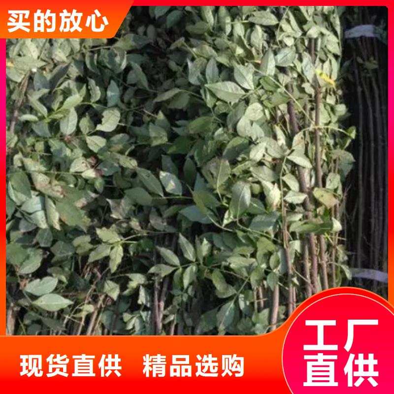 花椒苗桃樹苗專業(yè)的生產(chǎn)廠家