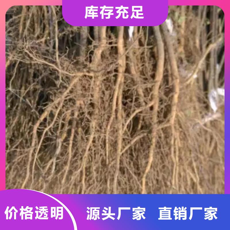 花椒苗_山楂苗一站式采購