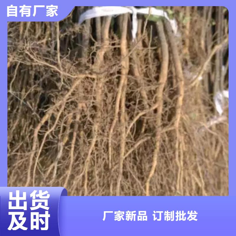 花椒苗桃樹苗專業的生產廠家