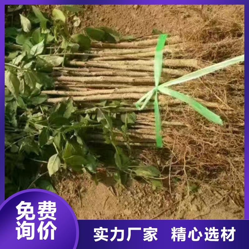 花椒苗按需設計