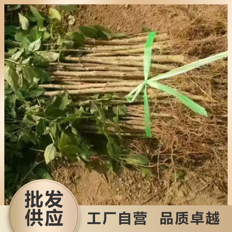 花椒苗桃树苗专业的生产厂家