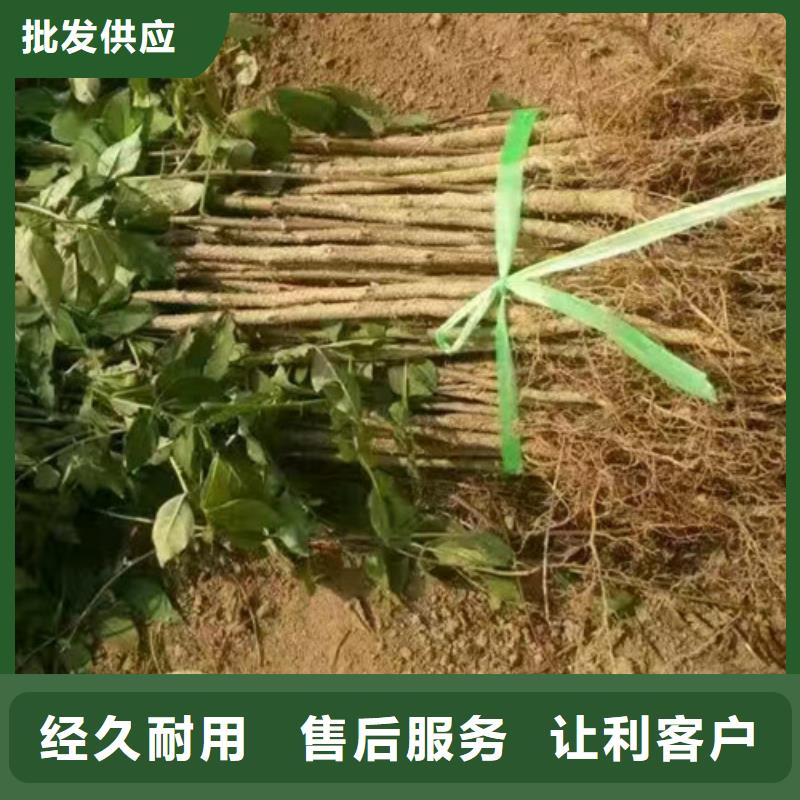 【花椒苗】桃樹苗好品質(zhì)經(jīng)得住考驗(yàn)