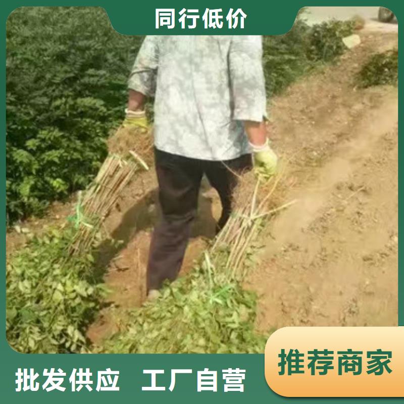 花椒苗山楂苗廠家直發(fā)