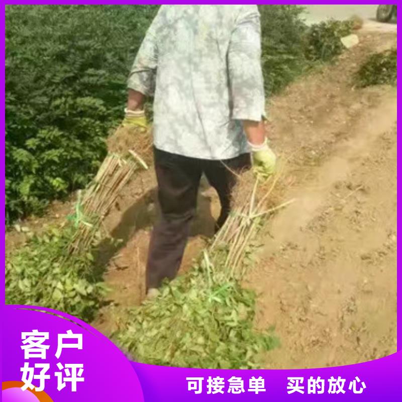 花椒苗价格有优势