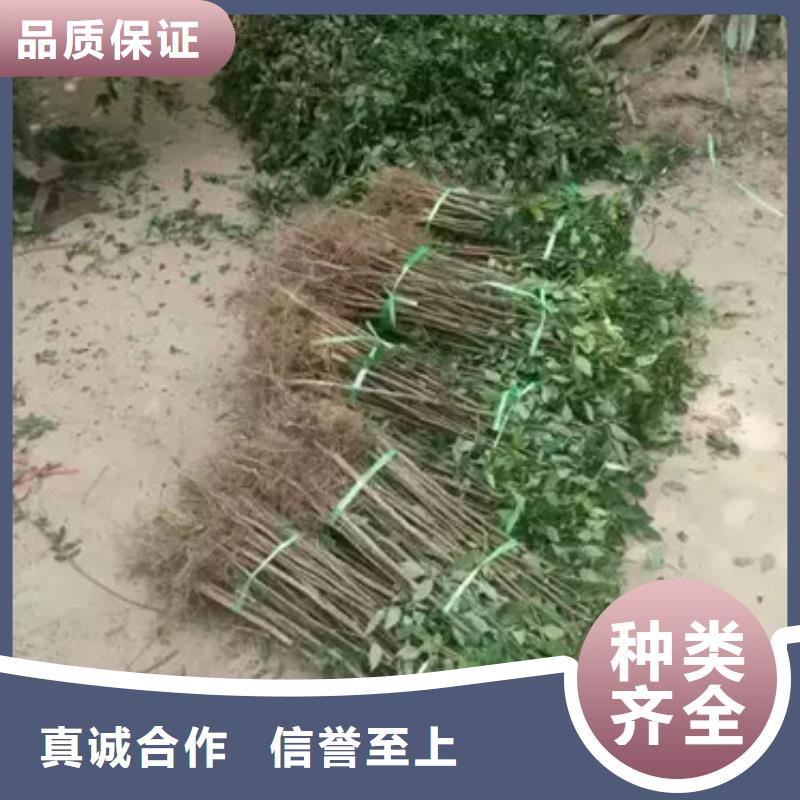 花椒苗桃樹苗專業的生產廠家