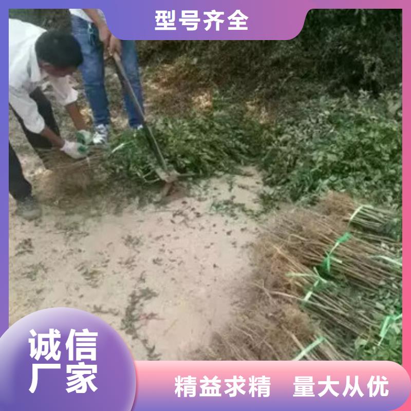 花椒苗价格有优势