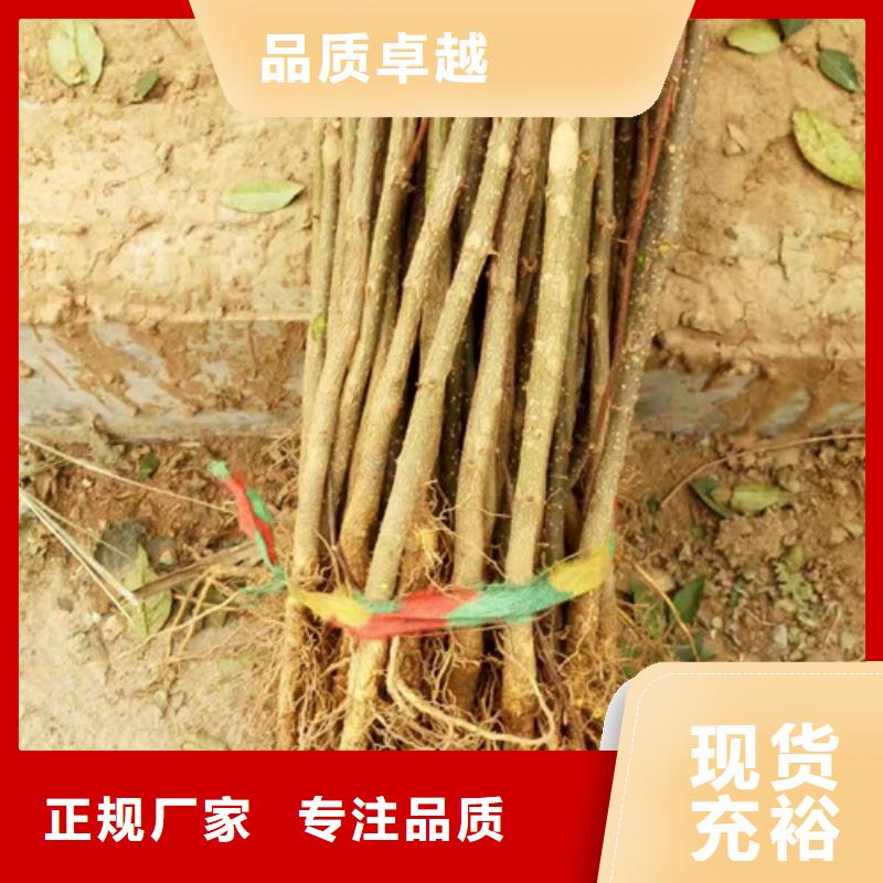 花椒苗_蓝莓苗48小时发货