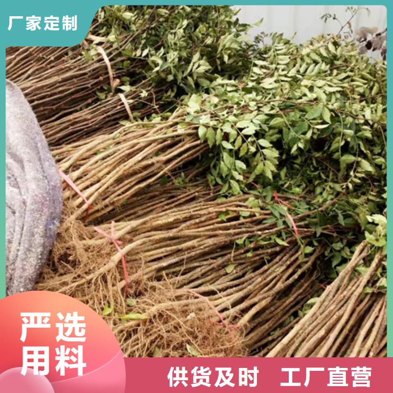 【花椒苗桃樹(shù)苗從廠家買(mǎi)售后有保障】