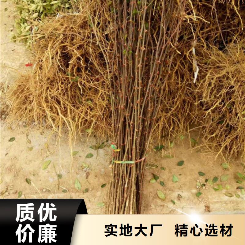 花椒苗藍莓苗使用方法