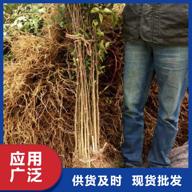 花椒苗_板栗苗工廠直銷(xiāo)