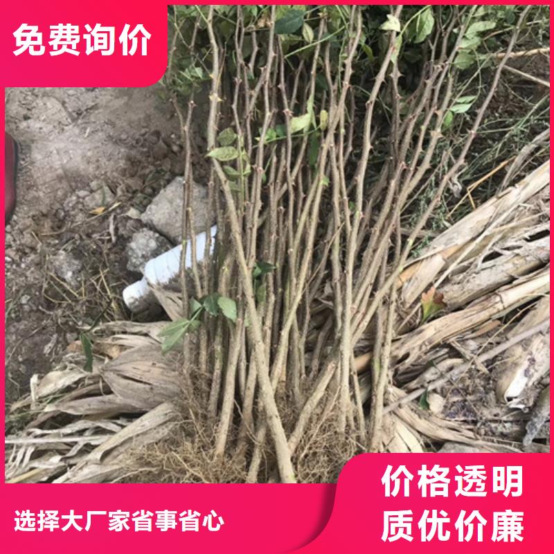 【花椒苗重信譽廠家】