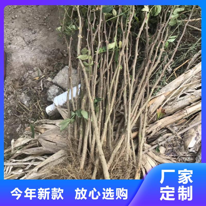 花椒苗讓利客戶