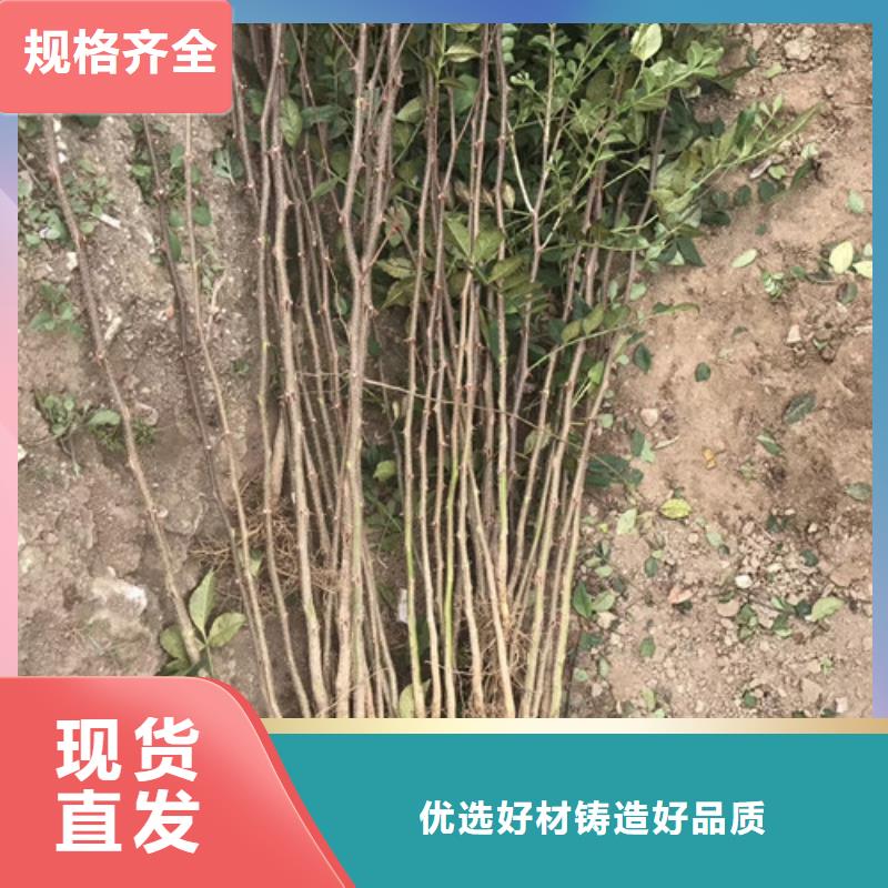 花椒苗桃樹苗加工定制