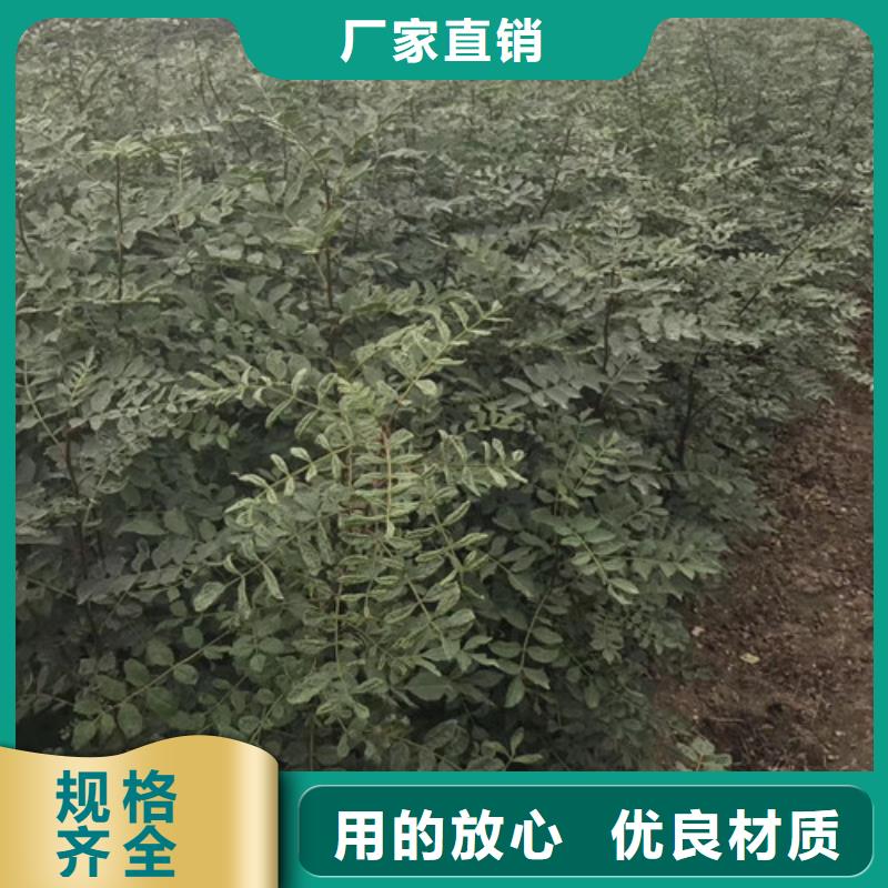 花椒苗山楂苗优良材质