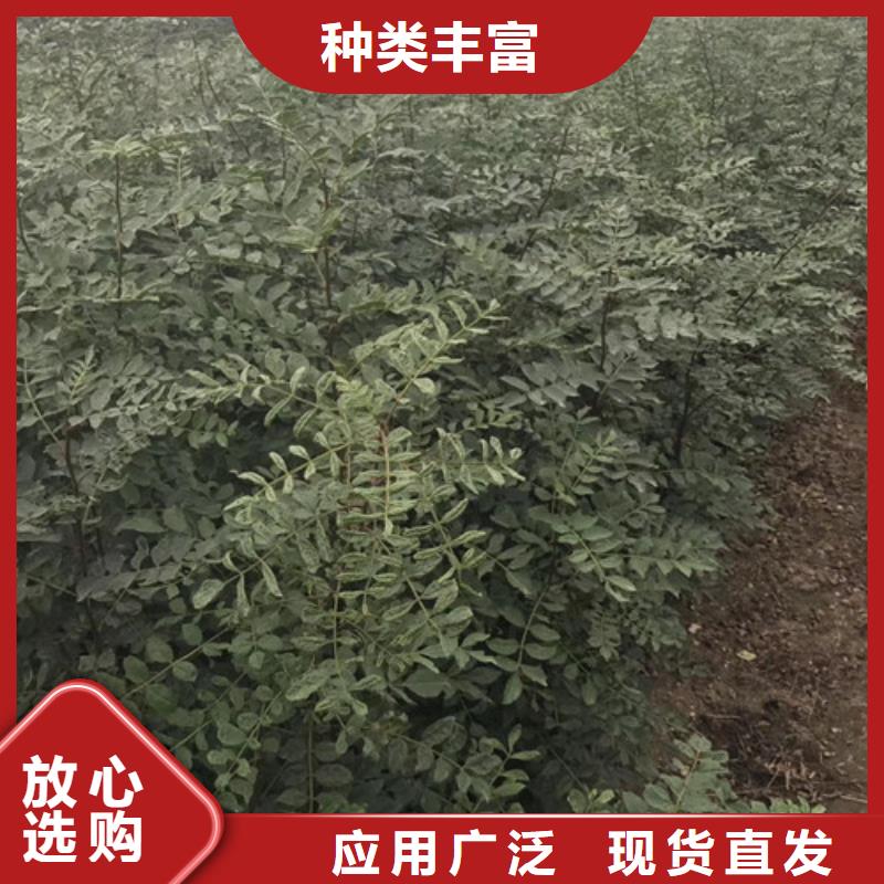 花椒苗梨树苗敢与同行比服务