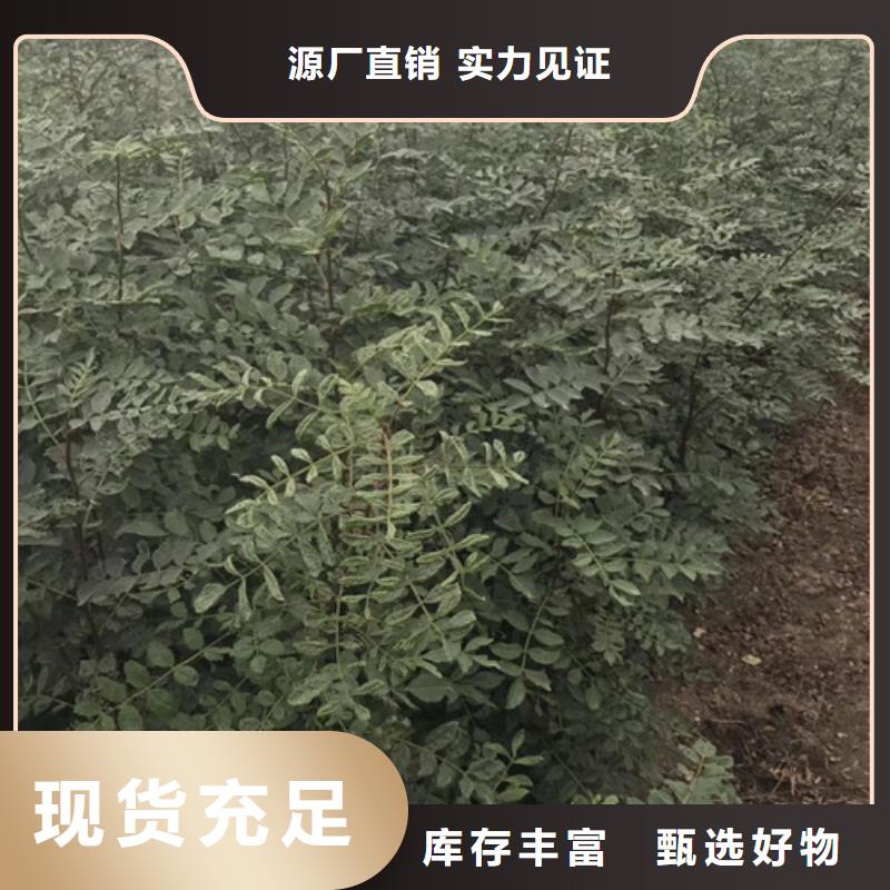 花椒苗_葡萄苗量大更优惠