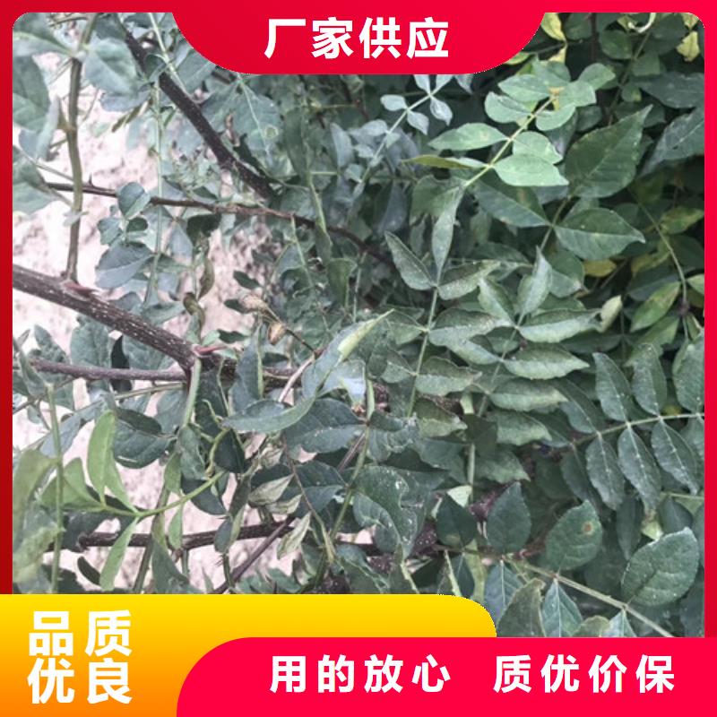 花椒苗梨树苗敢与同行比服务