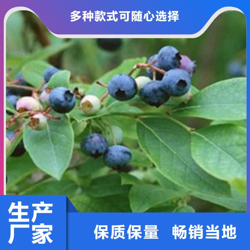 藍莓苗_【梨樹苗】種類多質量好