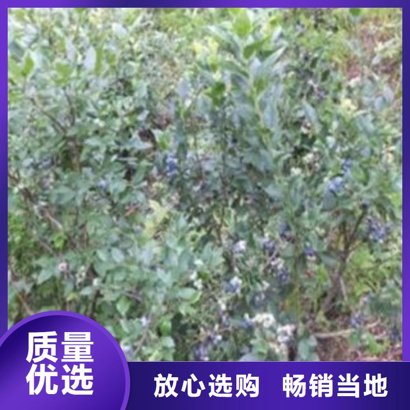 藍莓苗桃樹苗質量安全可靠