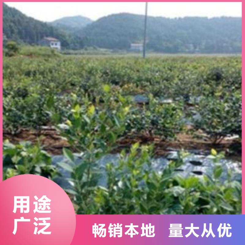 蓝莓苗梨树苗用心做品质