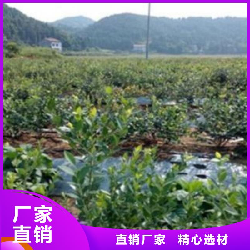 藍莓苗_【花椒苗】大庫存無缺貨危機