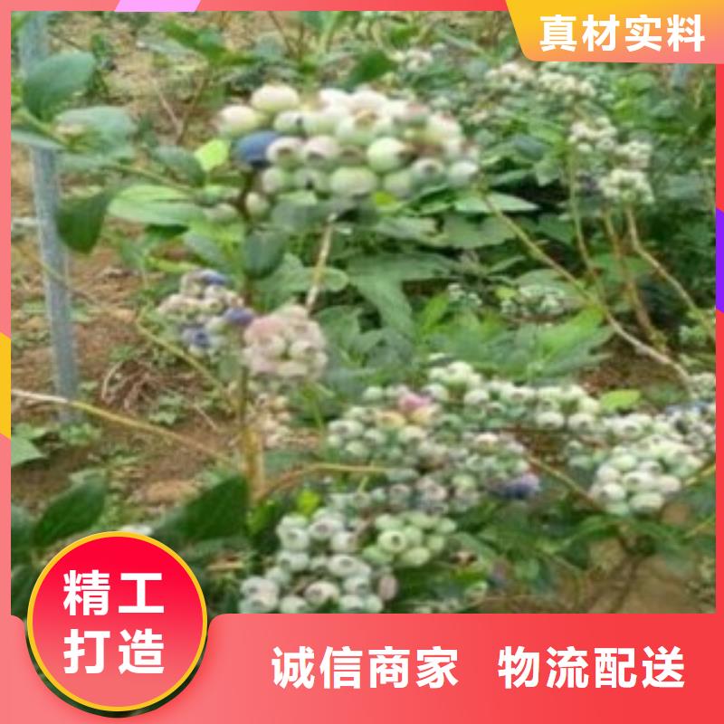 藍莓苗蘋果苗高標準高品質