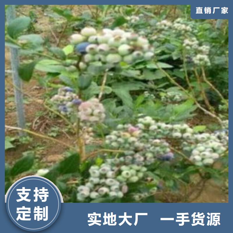 蓝莓苗梨树苗来图定制量大从优