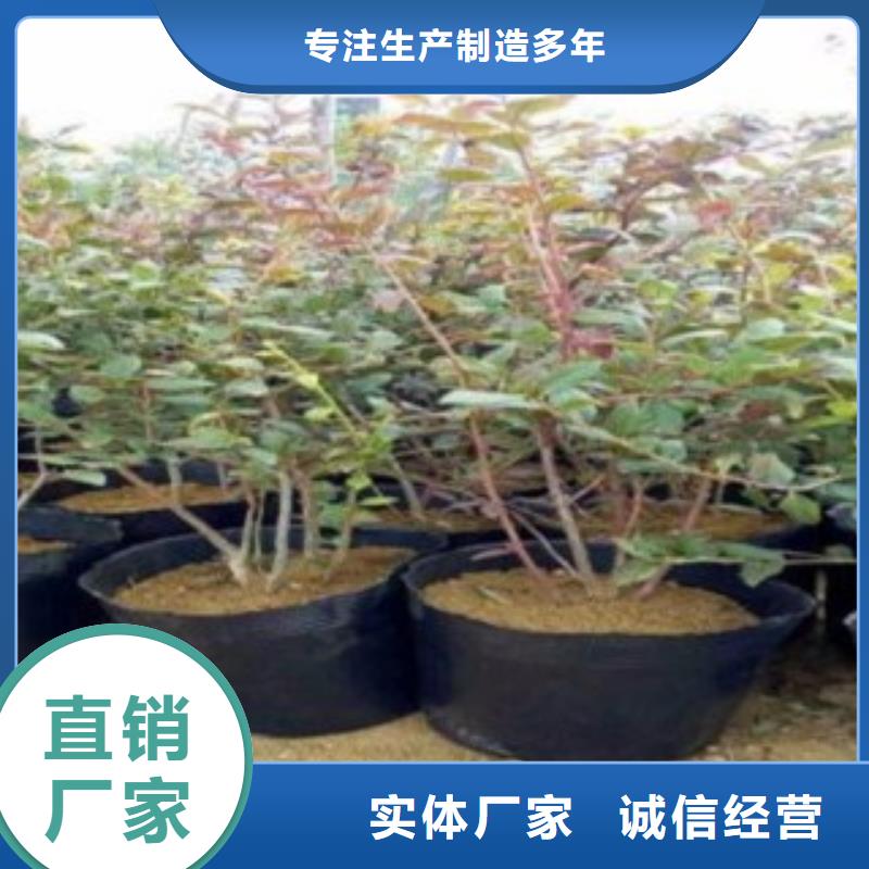 【藍莓苗桃樹苗匠心工藝】