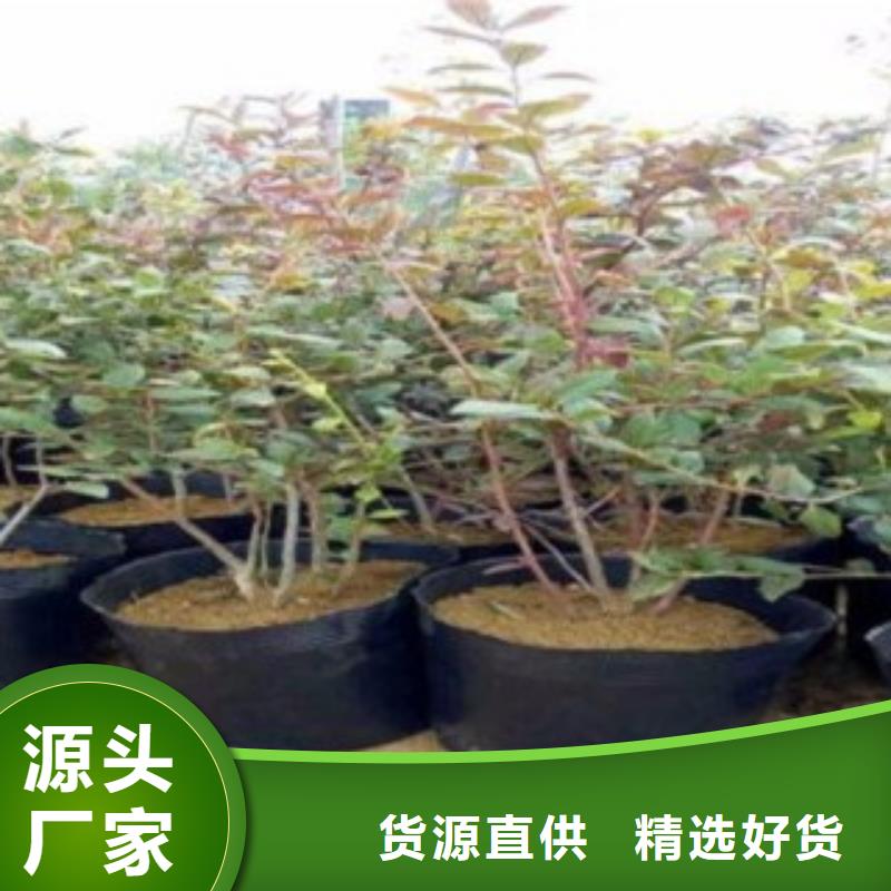 藍莓苗梨樹苗專業生產N年