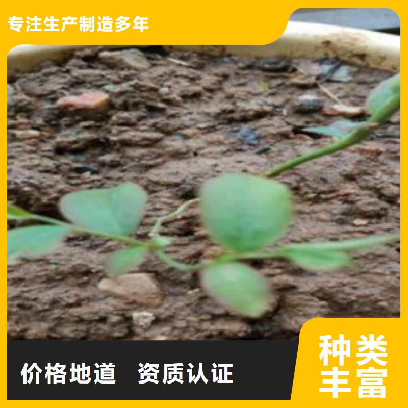 藍莓苗桃樹苗主推產品