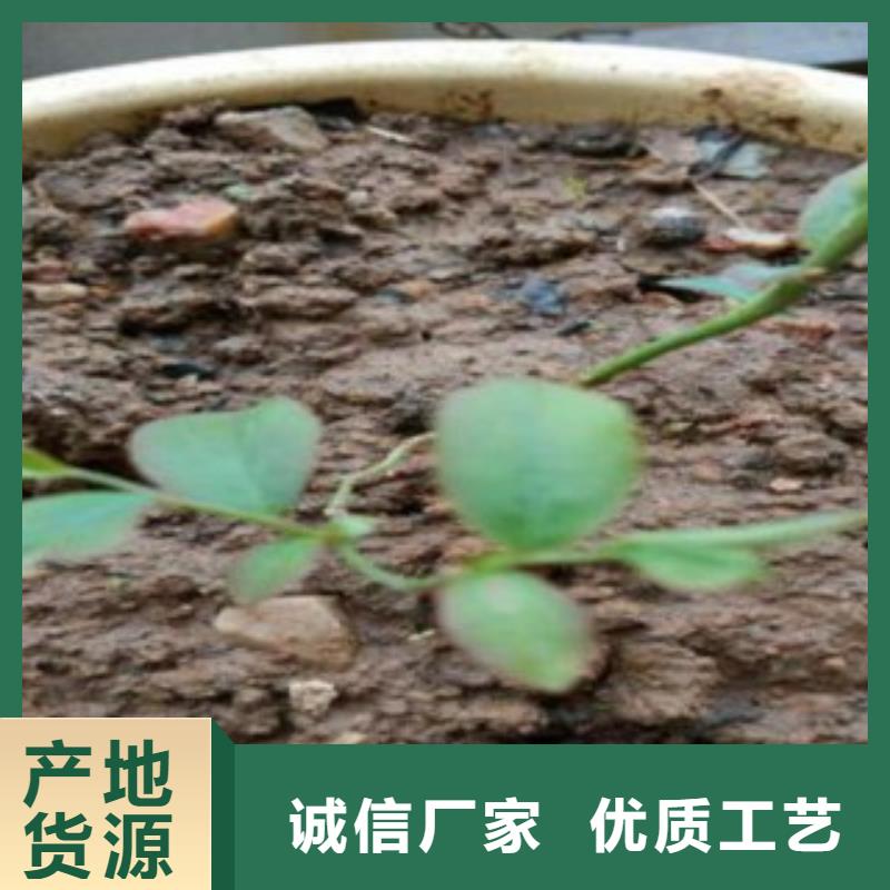 【藍莓苗李子苗實力廠商】