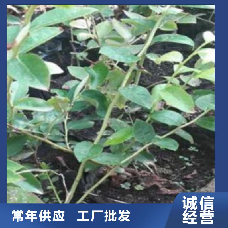 【藍莓苗豐富的行業經驗】