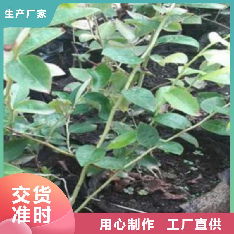 藍莓苗花椒苗擁有多家成功案例