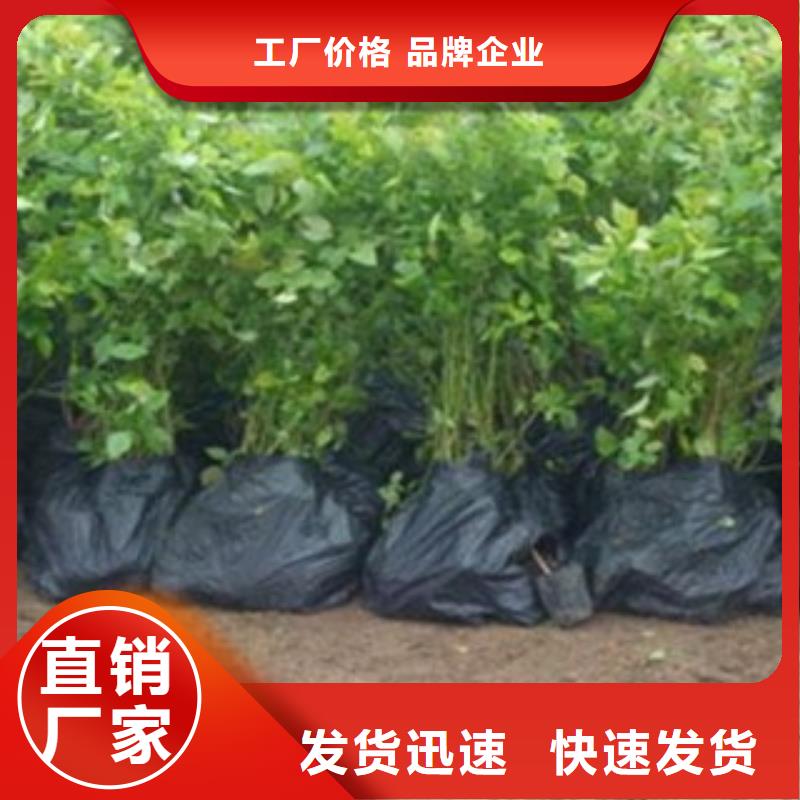 蓝莓苗_梨树苗价格实惠工厂直供