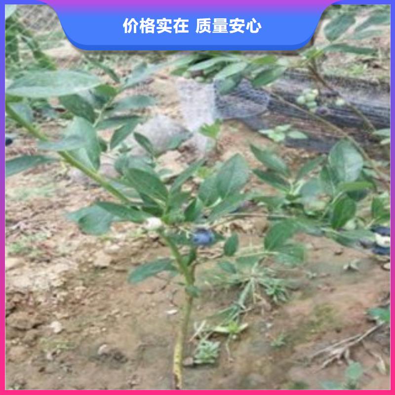 藍莓苗梨樹苗專業生產N年