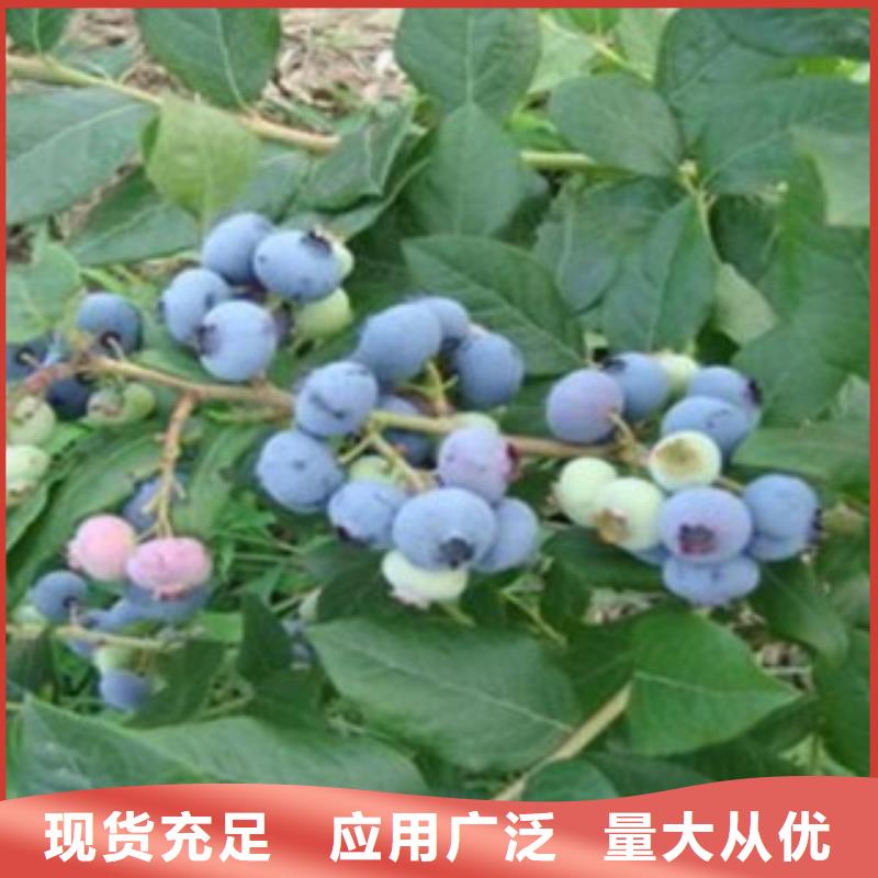 藍莓苗【板栗苗】種類多質量好