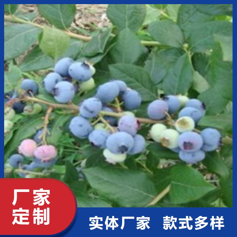 藍莓苗梨樹苗專業生產N年