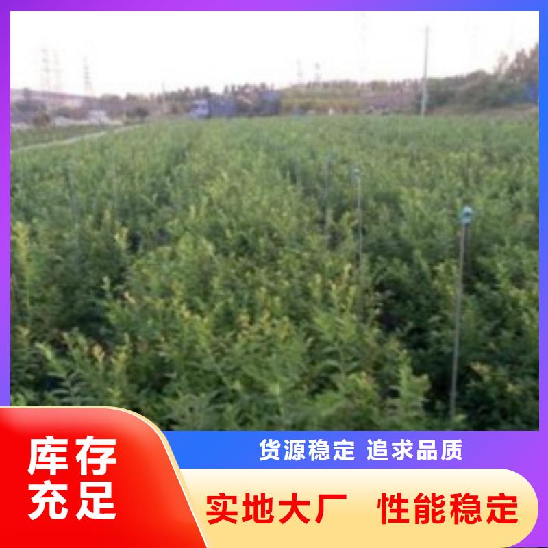 藍莓苗桃樹苗一站式廠家