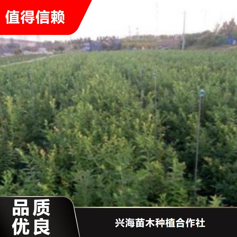 蓝莓苗梨树苗用心做品质