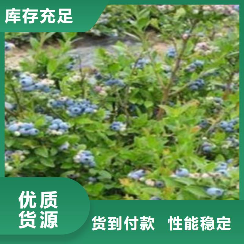 藍莓苗,板栗苗嚴選材質